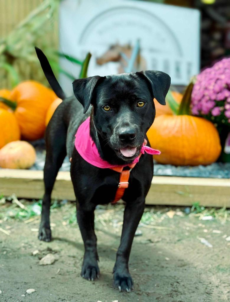 Enlarge Daisy, a Adoptable mixed breed in Macon, GA image 3/6
