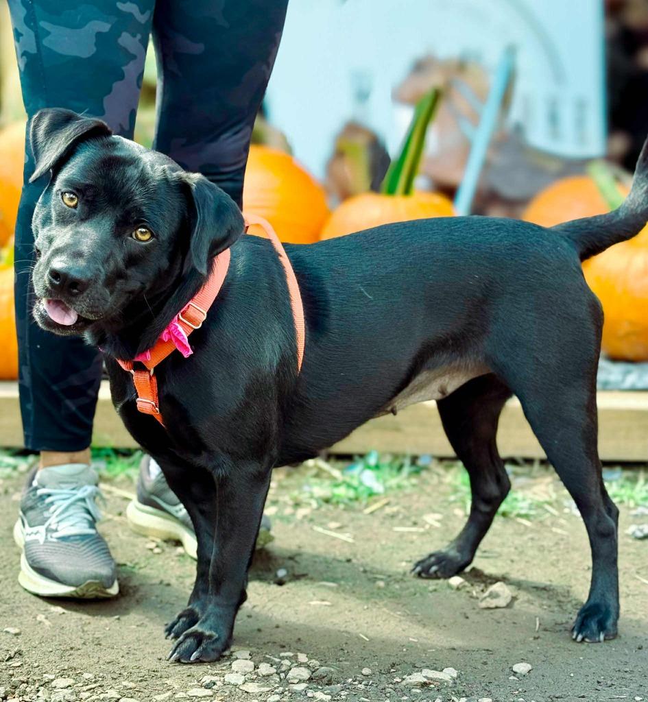 Enlarge Daisy, a Adoptable mixed breed in Macon, GA image 4/6