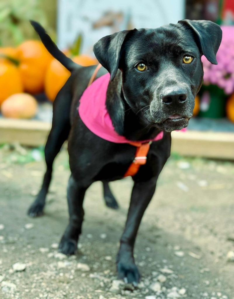 Enlarge Daisy, a Adoptable mixed breed in Macon, GA image 5/6