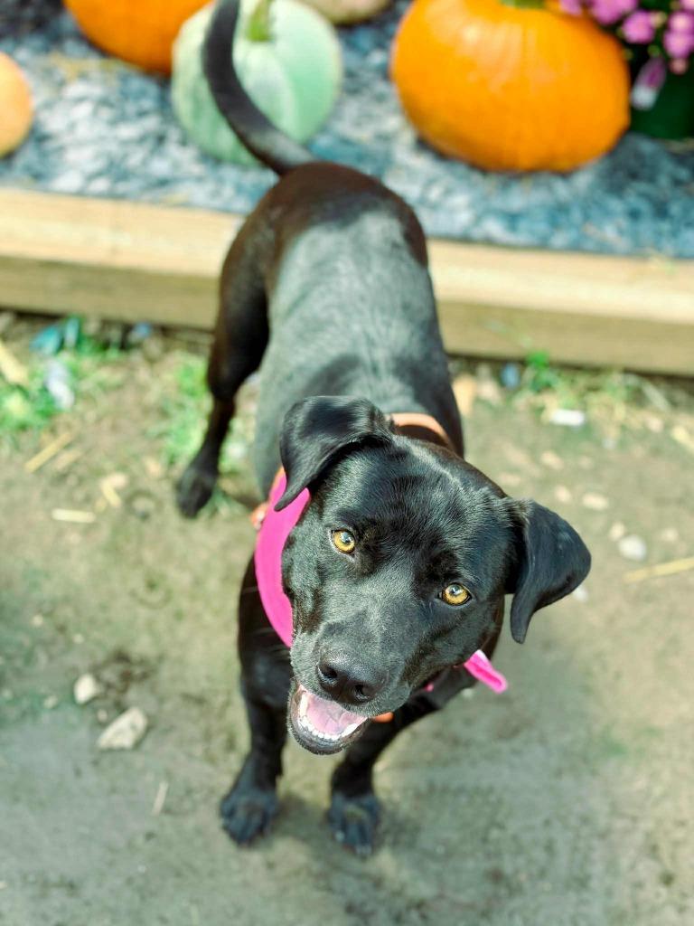 Enlarge Daisy, a Adoptable mixed breed in Macon, GA image 6/6