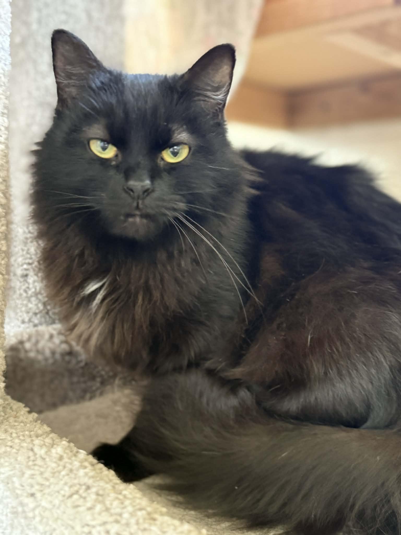 Enlarge Flooffy , a Adoptable Domestic Long Hair in Talbott, TN image 3/5
