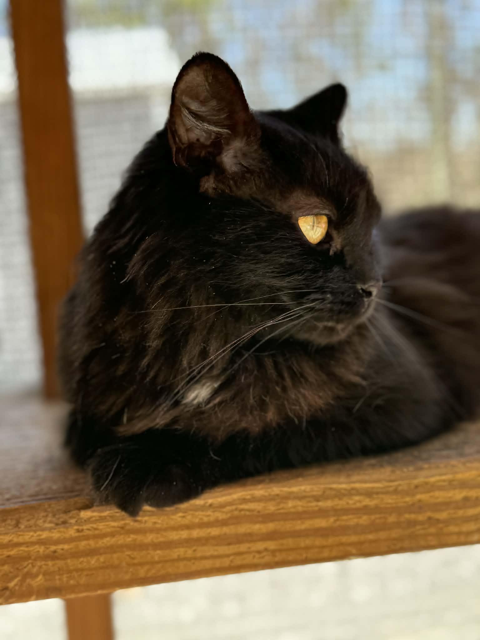 Enlarge Flooffy , a Adoptable Domestic Long Hair in Talbott, TN image 4/5