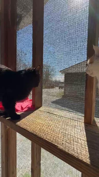 Enlarge Flooffy , a Adoptable Domestic Long Hair in Talbott, TN video 2/5