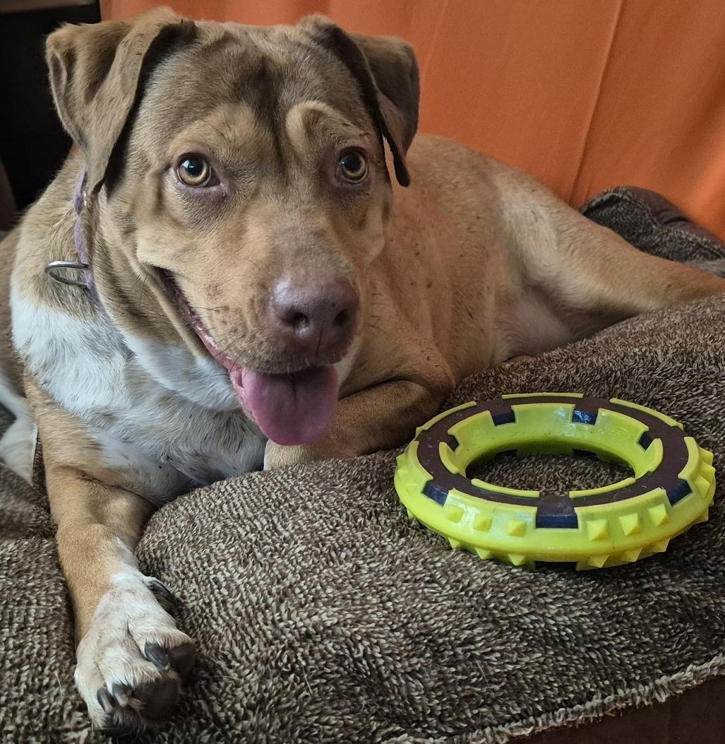 Enlarge CANELITA, a Adoptable mixed breed in Albany , NY image 2/5