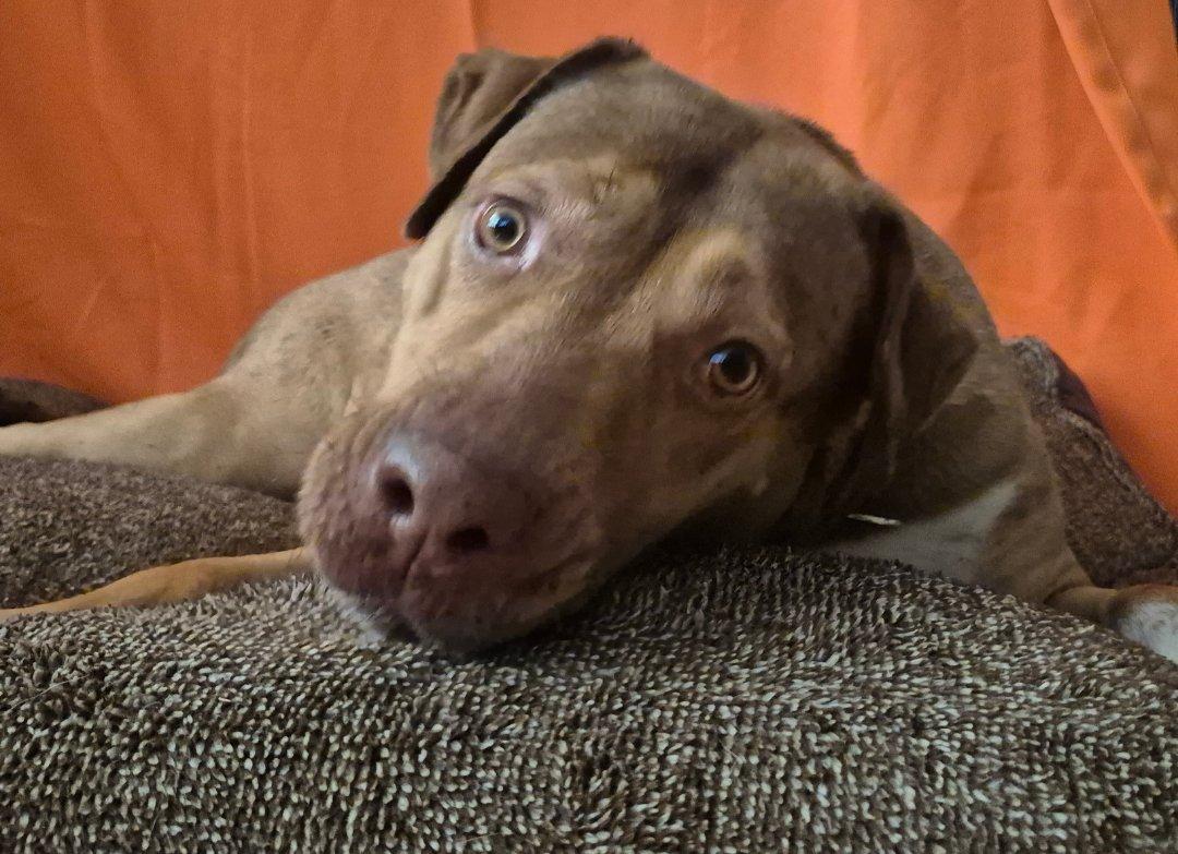 Enlarge CANELITA, a Adoptable mixed breed in Albany , NY image 4/5