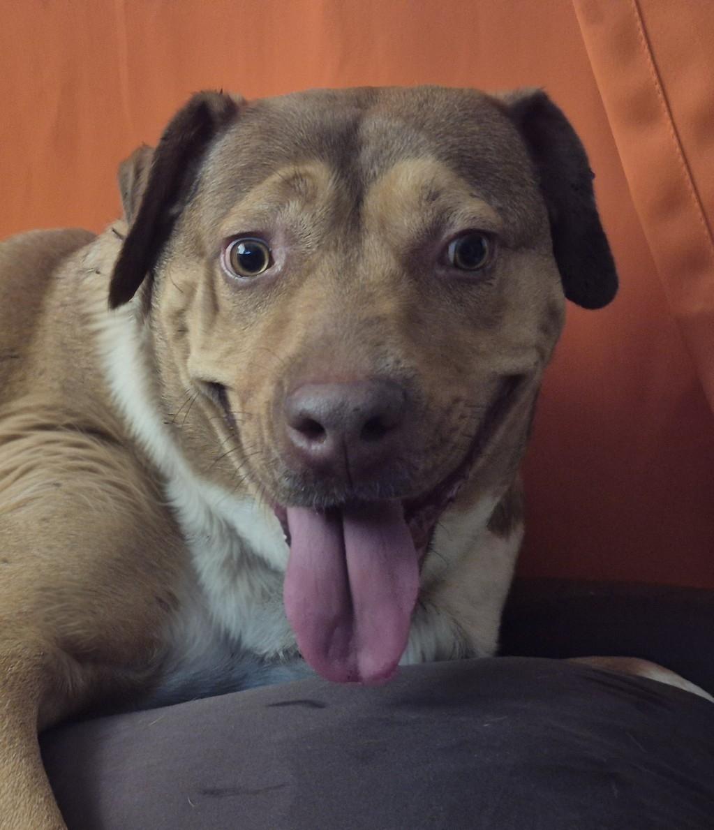 CANELITA, Adoptable, Young Female Shepherd & Hound.