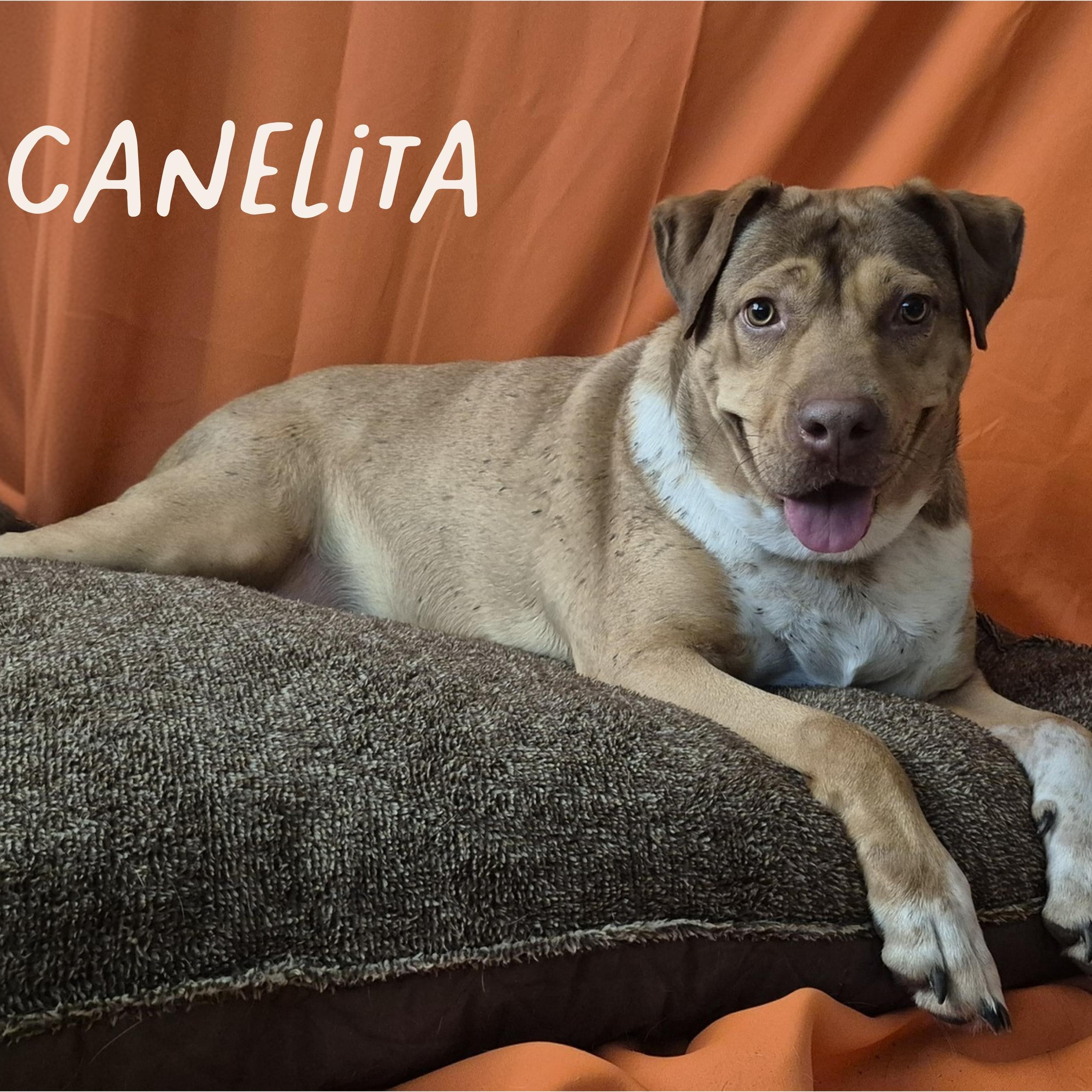 CANELITA, Adoptable, Young Female Shepherd & Hound.