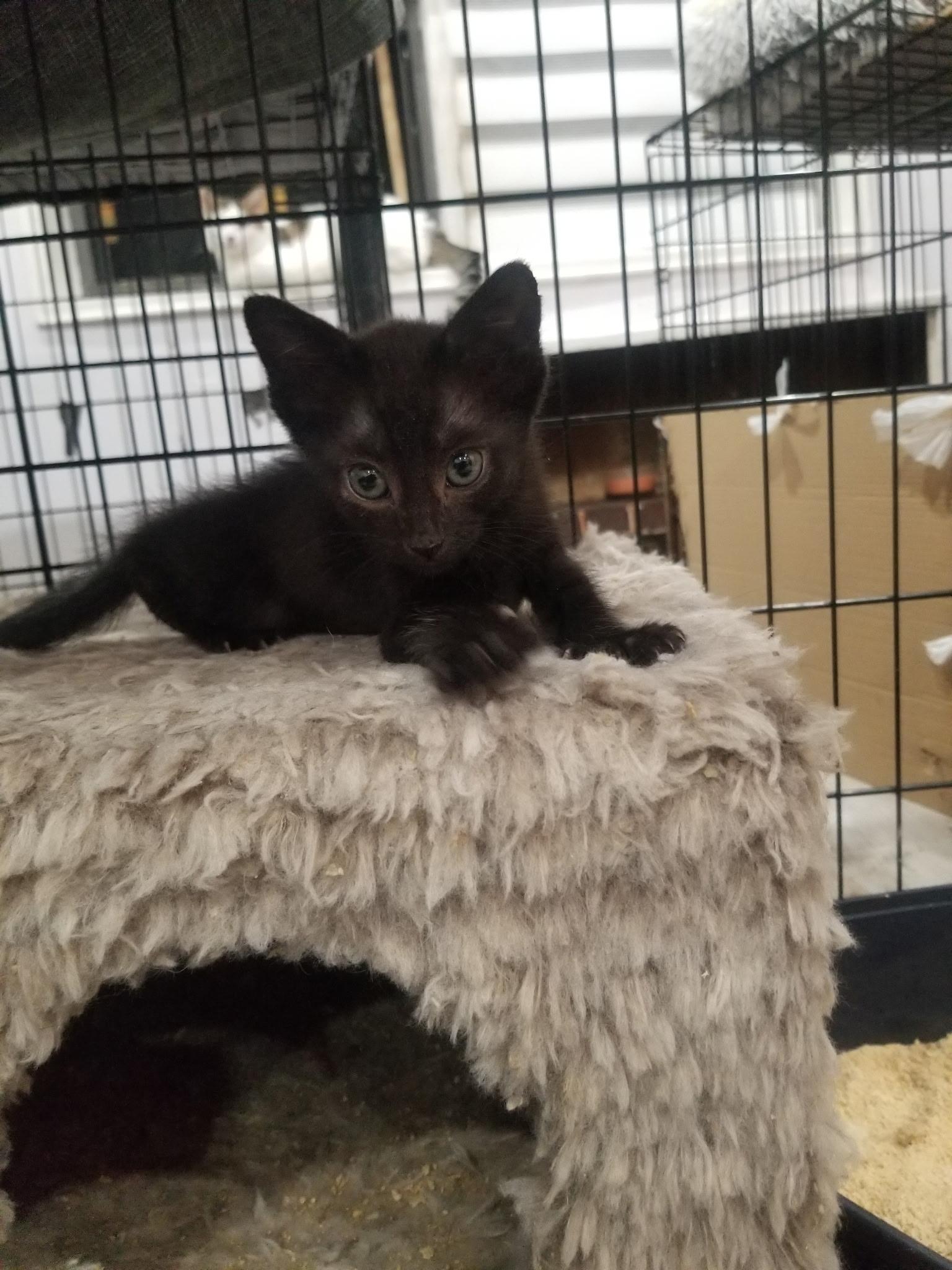 Emma, a Adoptable Bombay in Brooklyn, NY image 3/3