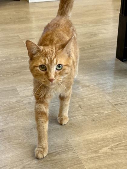 Enlarge Ruth, an adopted Domestic Short Hair in Downers Grove, IL image 3/3