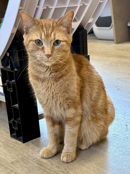 Ruth, adopted, Adult Female Domestic Short Hair.