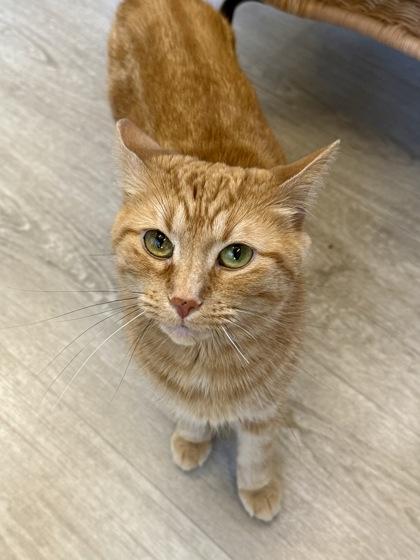 Enlarge Ruth, an adopted Domestic Short Hair in Downers Grove, IL image 2/3