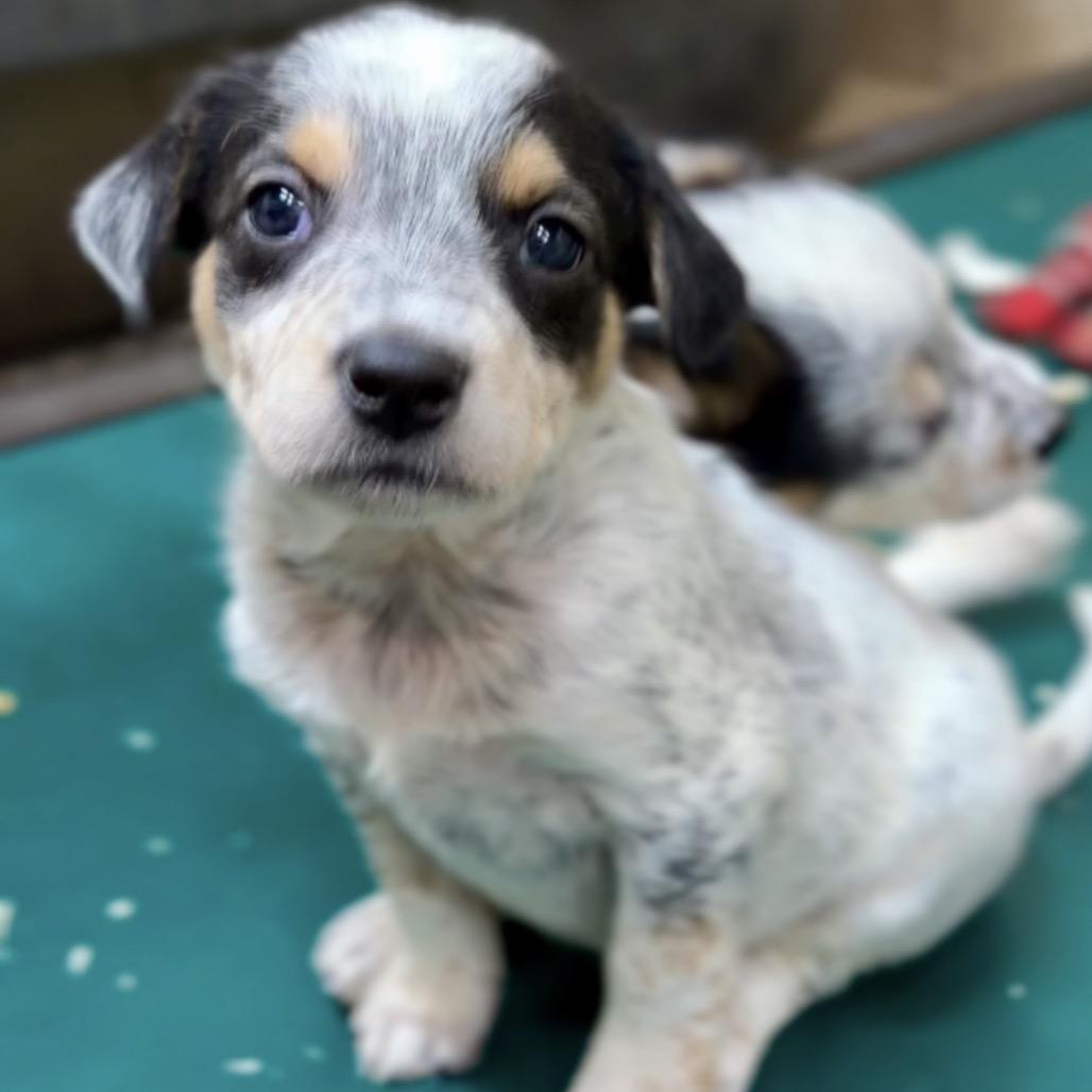 Enlarge Benji, a Adoptable Mixed Breed in Eureka Springs, AR image 1/1