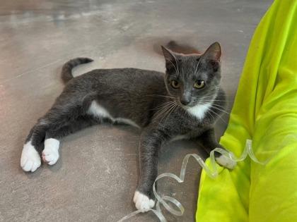 Penny, Adoptable, Kitten Female Domestic Short Hair & Domestic Short Hair.