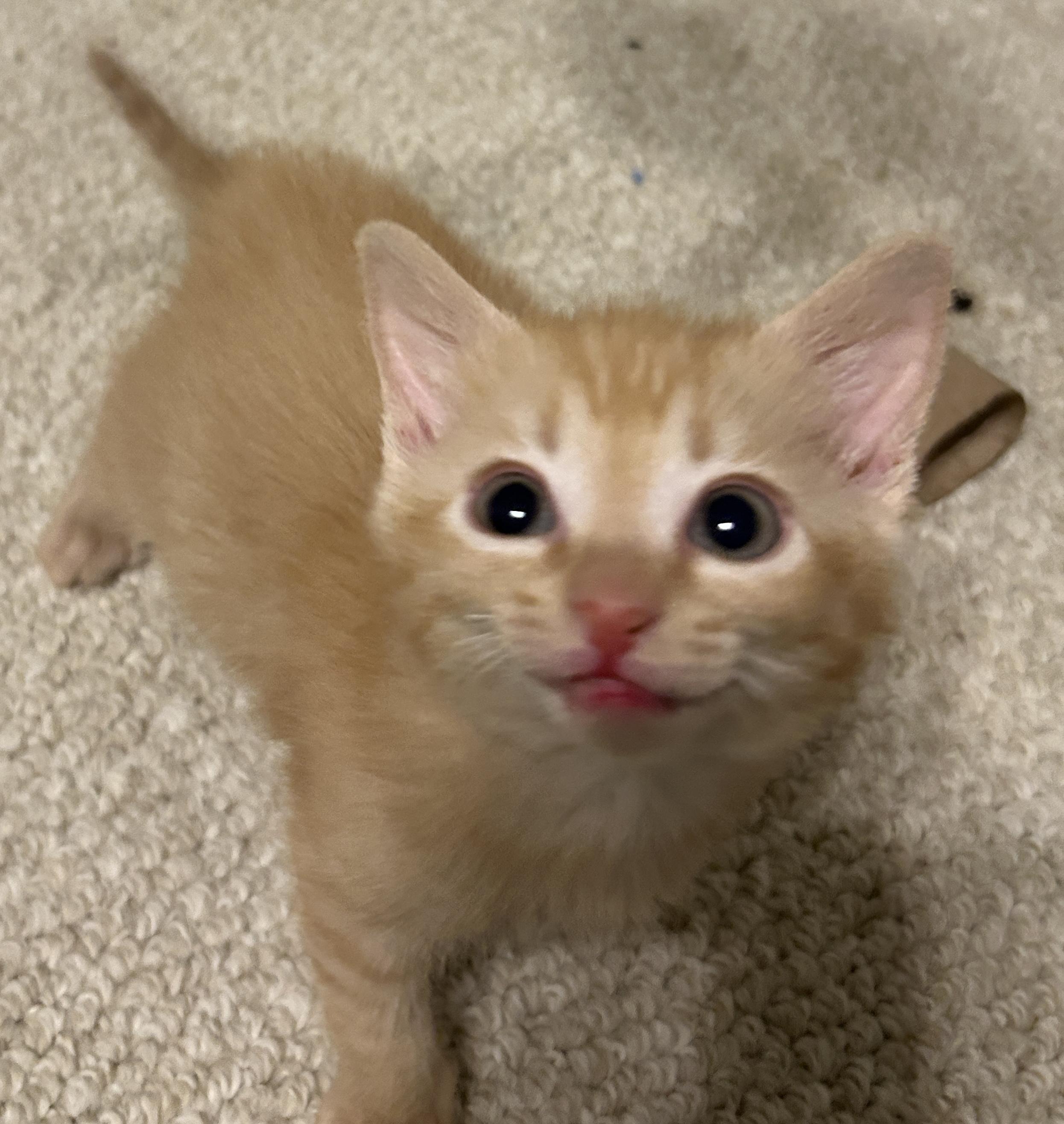 Ibis, adopted, Kitten Male Domestic Short Hair & Tabby.