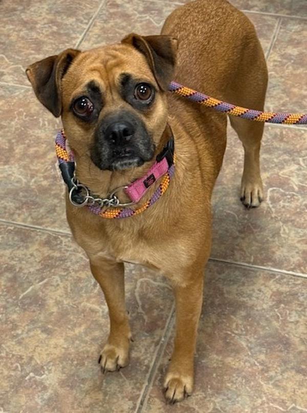Nancy, Adoptable, Adult Female Pug.