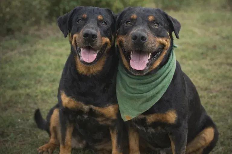 Apollo, ADOPTABLE, Young Male Rottweiler.