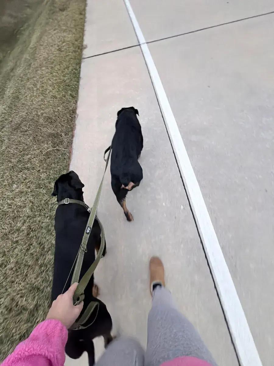 Apollo, a ADOPTABLE Rottweiler in Polk, OH image 2/2