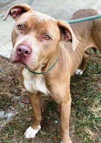 Twix, lovely, beautiful little girl !  Very Dog Friendly!