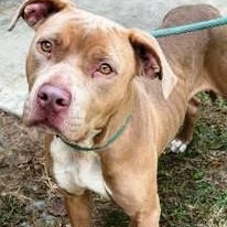 Enlarge Twix, lovely, beautiful little very dog friendly girl, hoping someone will notice how pretty she is!, a Adoptable mixed breed in Richmond, VA image 1/4