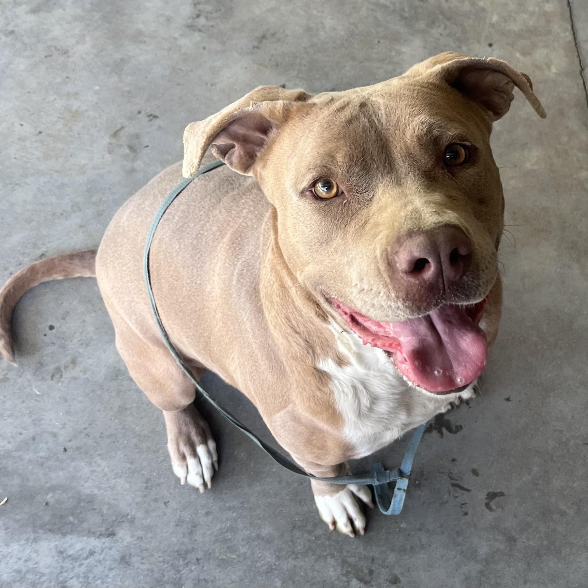 Julie, such a pretty little girl, full of love and a fun personality!, Adoptable, Young Female Pit Bull Terrier & American Bully.