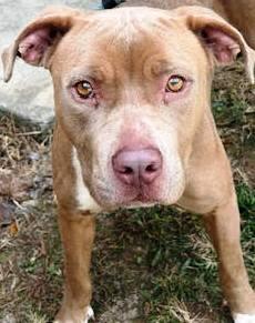 Enlarge Twix, lovely, beautiful little very dog friendly girl, hoping someone will notice how pretty she is!, a Adoptable mixed breed in Richmond, VA image 2/4