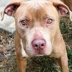 Julie, such a pretty little girl, full of love and a fun personality!, a Adoptable mixed breed in Richmond, VA image 3/5