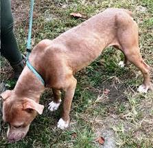 Enlarge Twix, lovely, beautiful little very dog friendly girl, hoping someone will notice how pretty she is!, a Adoptable mixed breed in Richmond, VA image 3/4