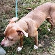 Julie, such a pretty little girl, full of love and a fun personality!, a Adoptable mixed breed in Richmond, VA image 4/5