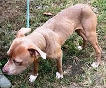 Enlarge Twix, lovely, beautiful little very dog friendly girl, hoping someone will notice how pretty she is!, a Adoptable mixed breed in Richmond, VA image 4/4