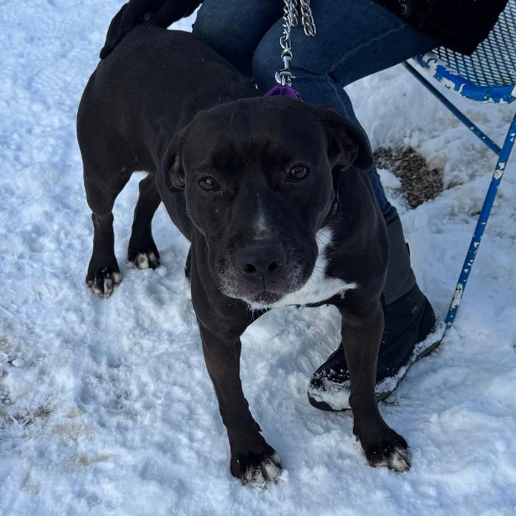 Missy, Adoptable, Adult Female Labrador Retriever & Mixed Breed.