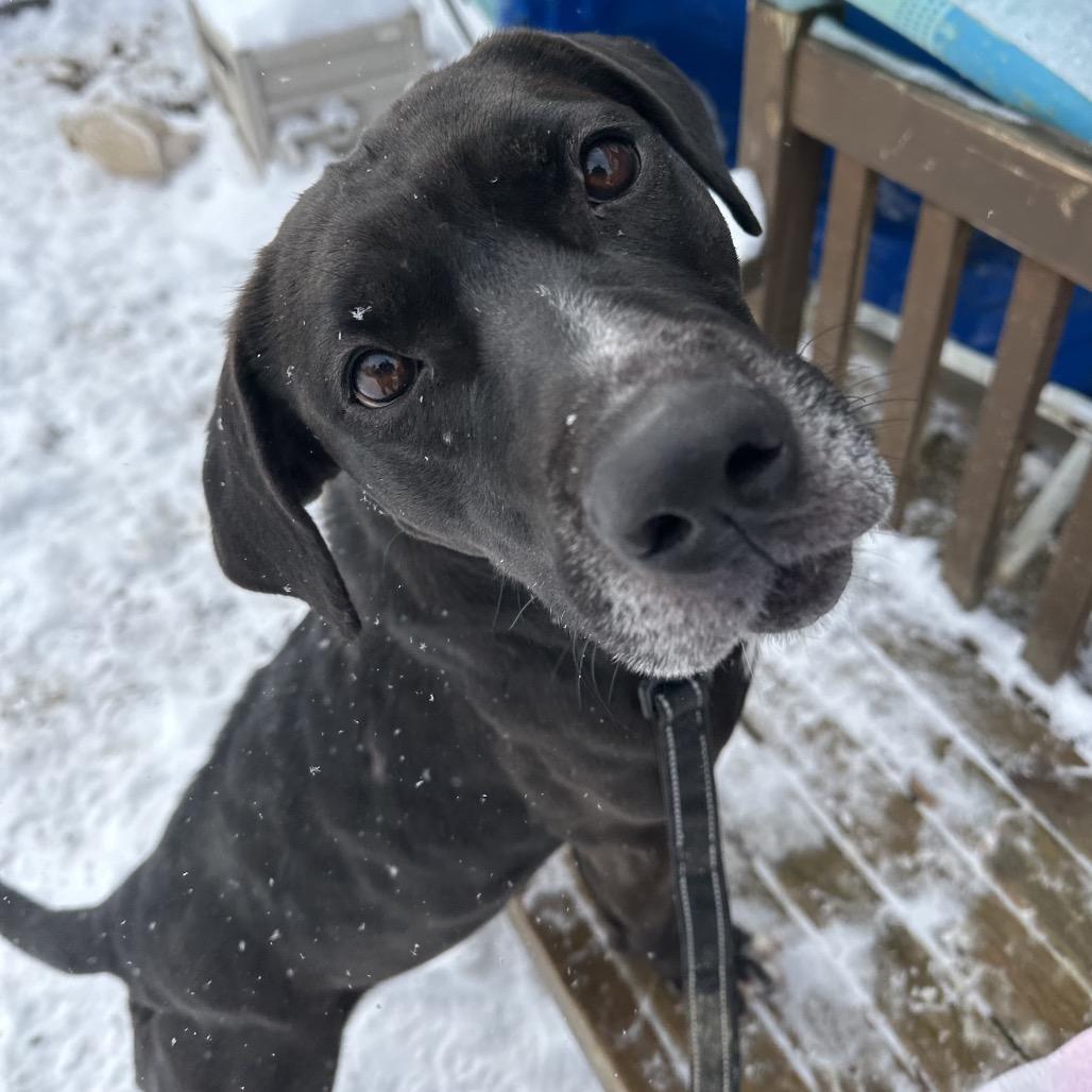 Enlarge Missy, a Adoptable mixed breed in Columbia Station, OH image 2/6