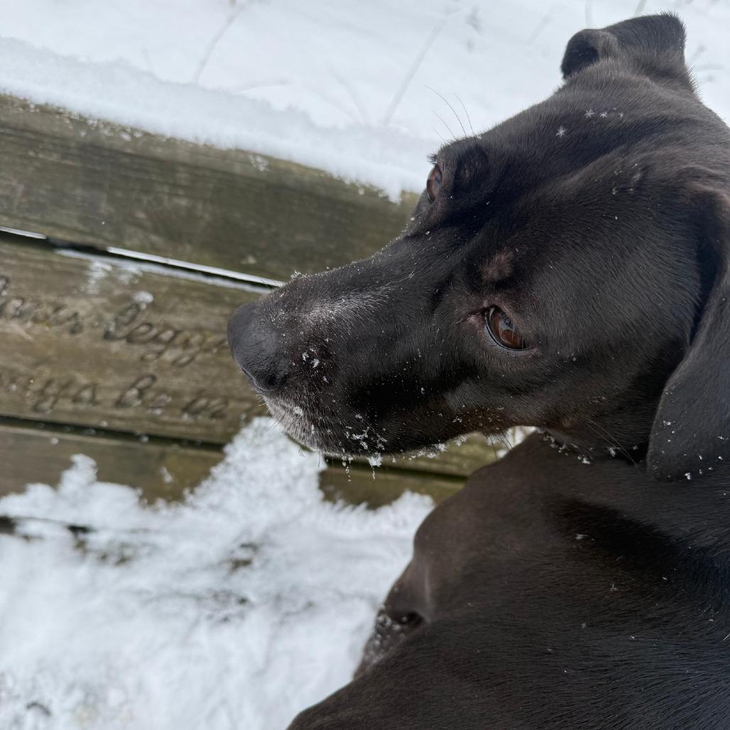 Enlarge Missy, a Adoptable mixed breed in Columbia Station, OH image 3/6