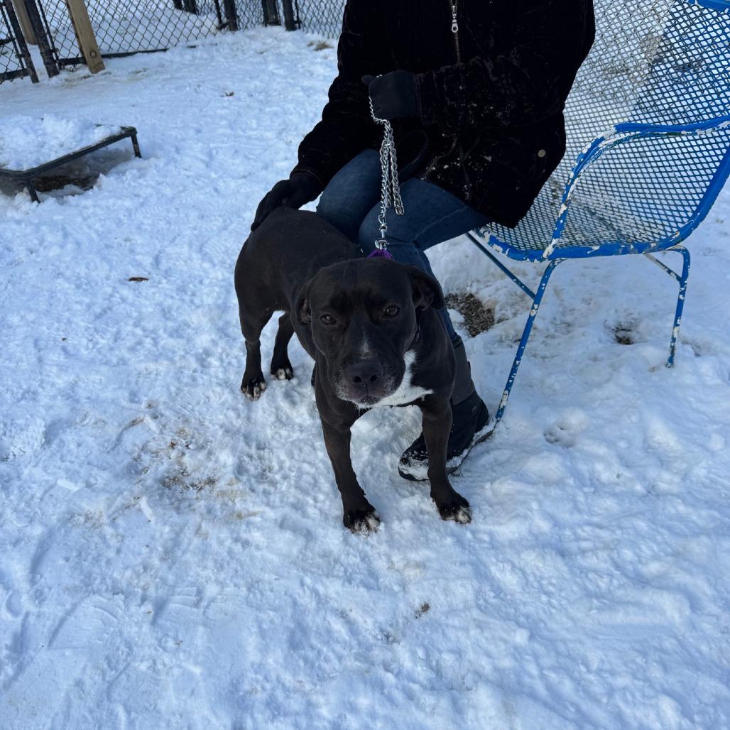 Enlarge Missy, a Adoptable mixed breed in Columbia Station, OH image 4/6