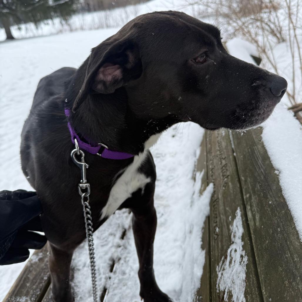 Enlarge Missy, a Adoptable mixed breed in Columbia Station, OH image 5/6