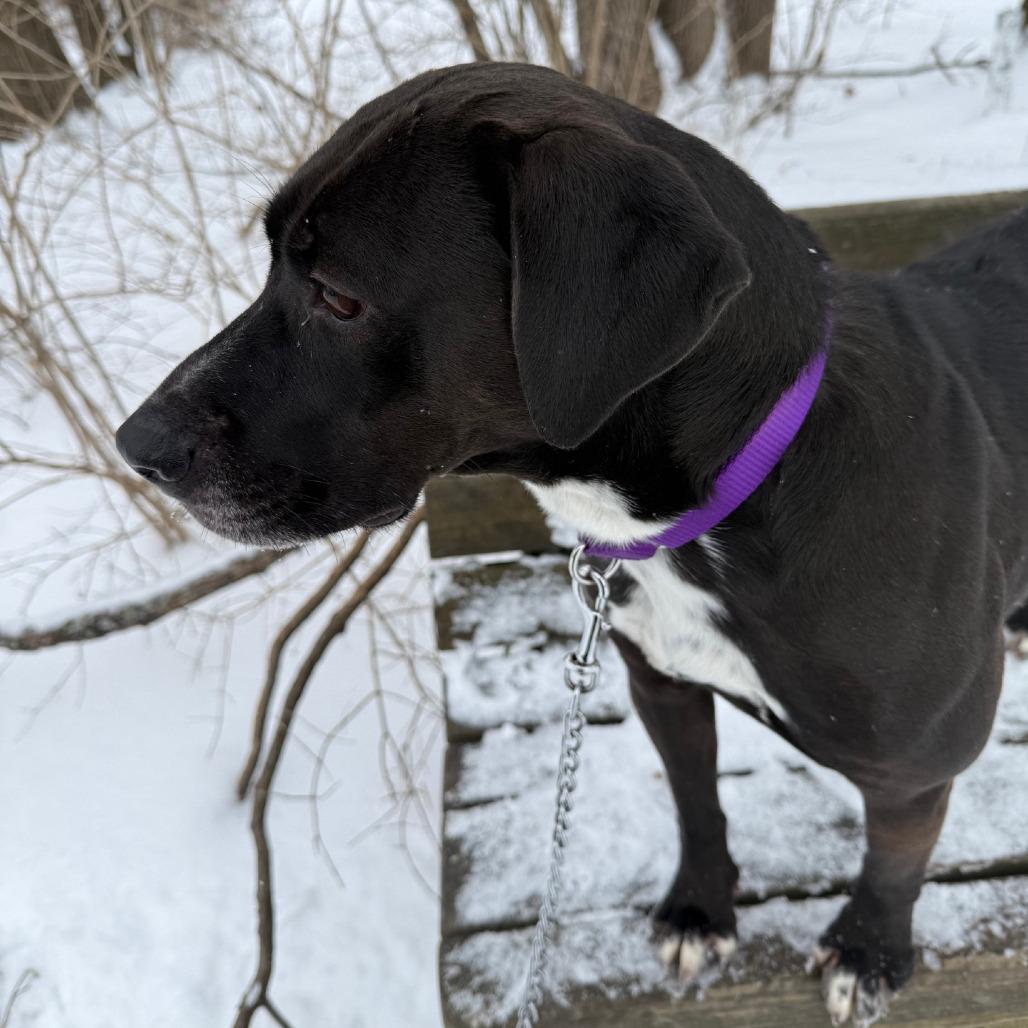 Enlarge Missy, a Adoptable mixed breed in Columbia Station, OH image 6/6