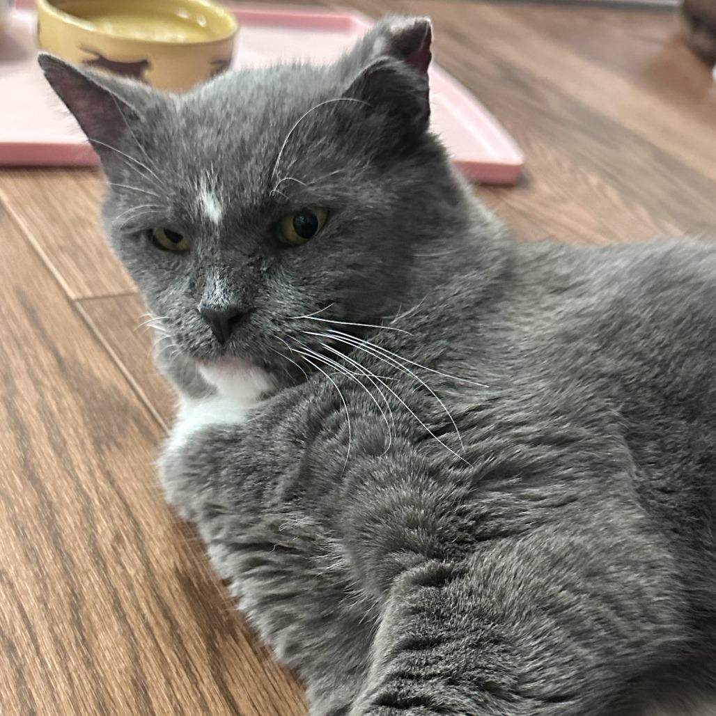 Enlarge Beau, a Adoptable Domestic Short Hair in Saratoga Springs, NY image 1/3