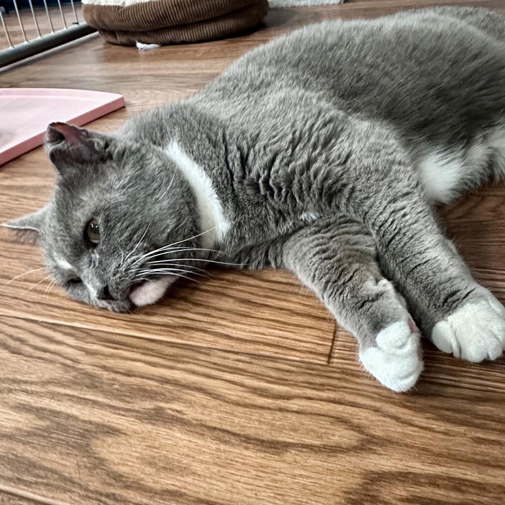 Enlarge Beau, a Adoptable Domestic Short Hair in Saratoga Springs, NY image 2/3