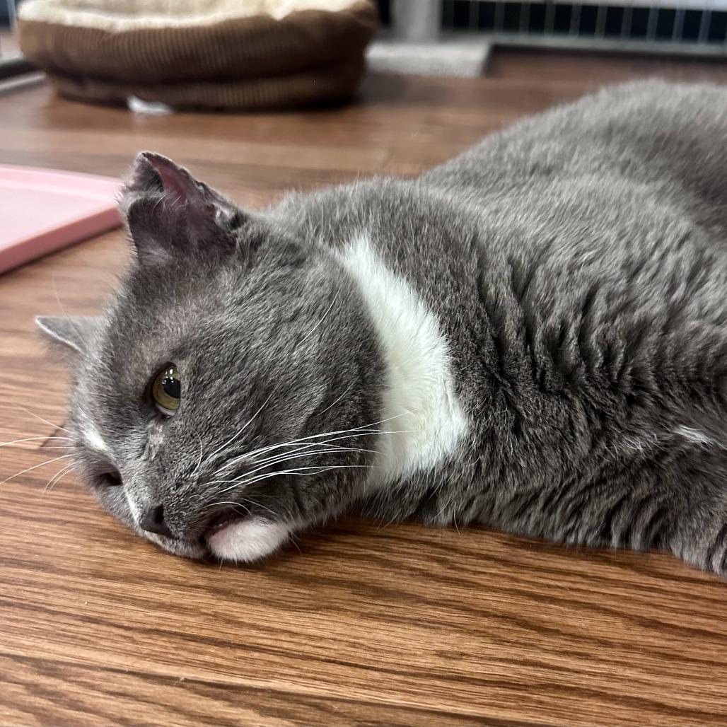 Enlarge Beau, a Adoptable Domestic Short Hair in Saratoga Springs, NY image 3/3