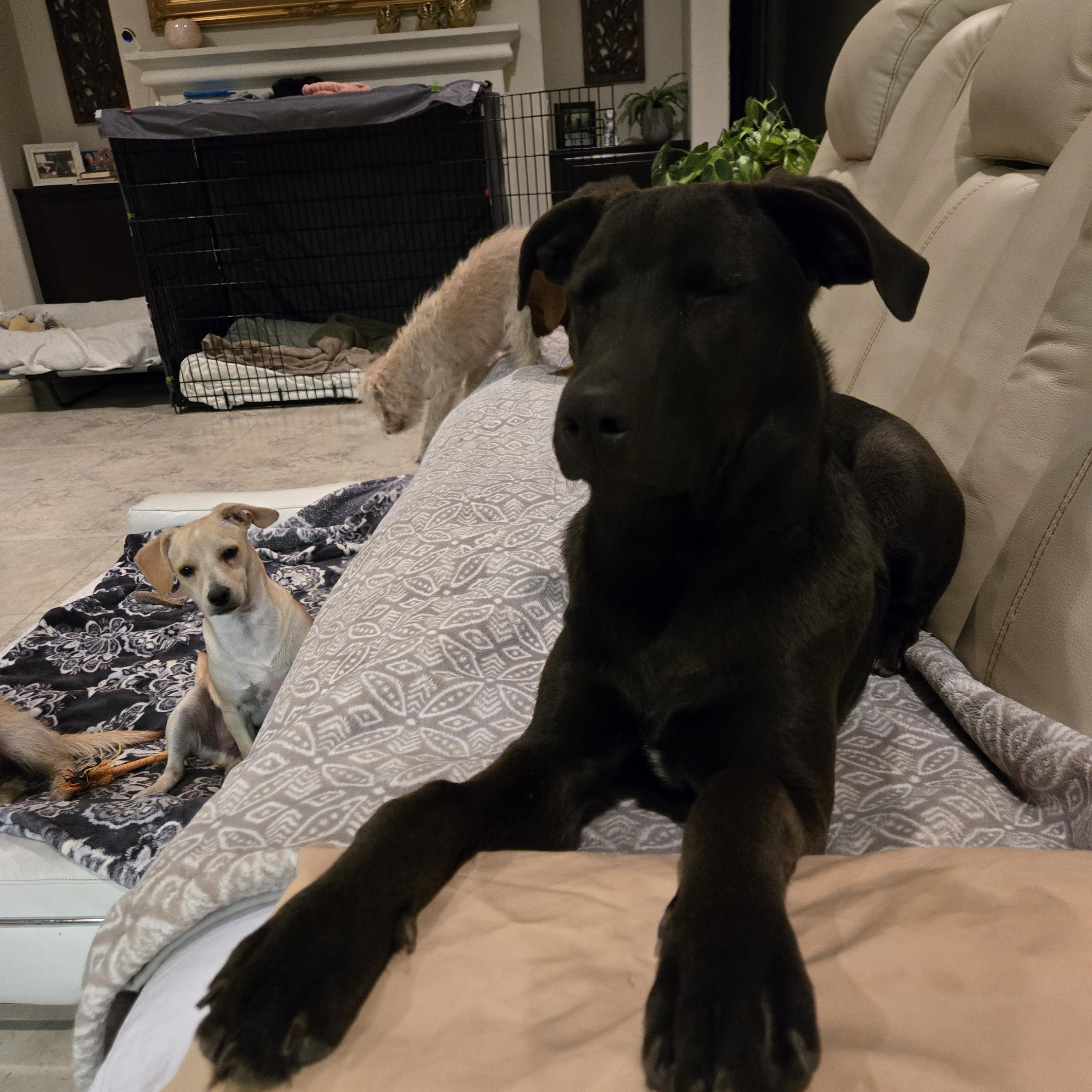 Ursula, Young Female Black Labrador Retriever