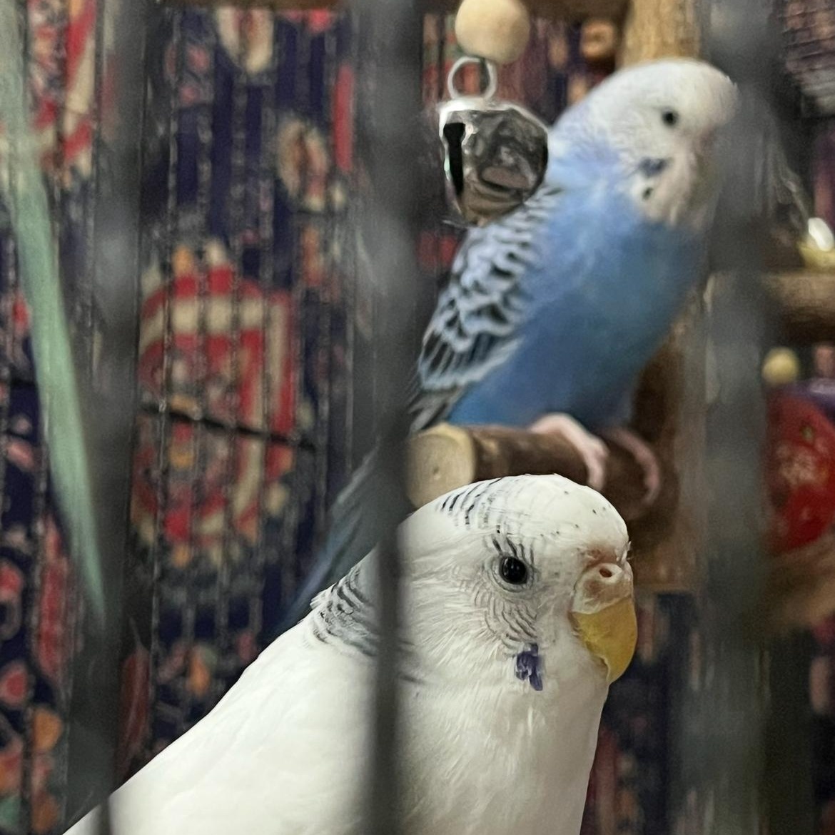 Spirit & Blueberry (Courtesy Post), a ADOPTABLE Parakeet (Other) in Oswego, NY image 2/3