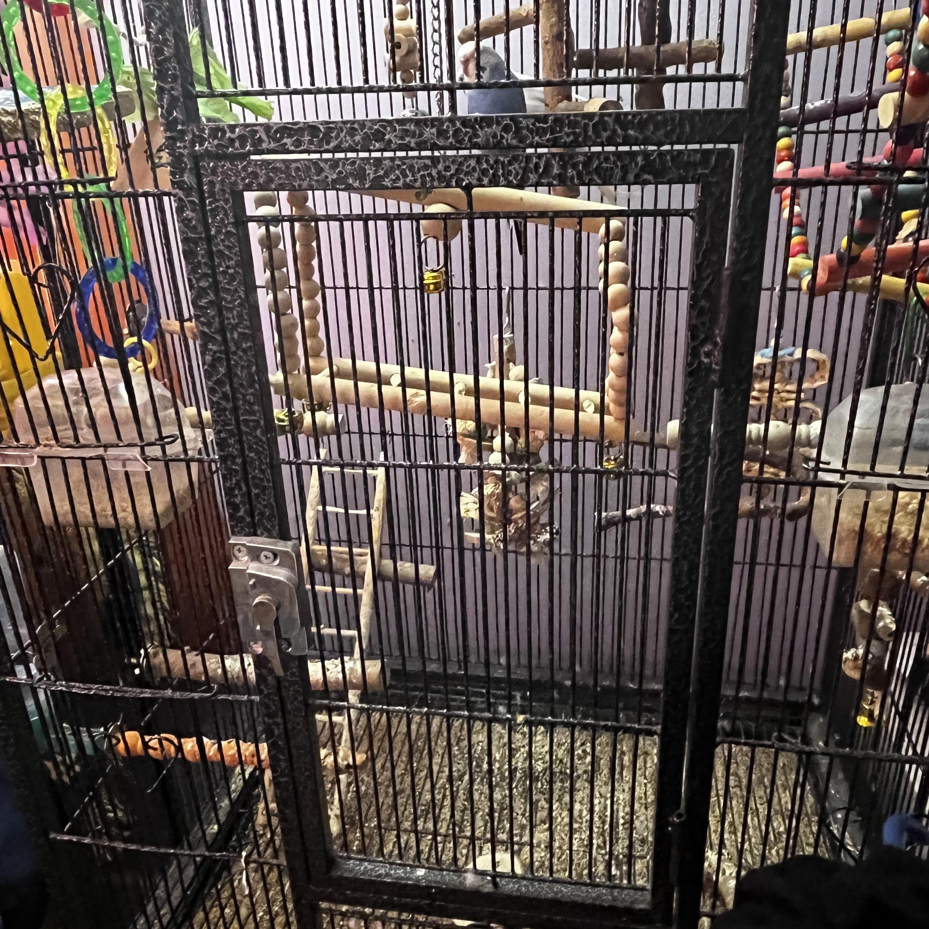 Spirit & Blueberry (Courtesy Post), a ADOPTABLE Parakeet (Other) in Oswego, NY image 3/3