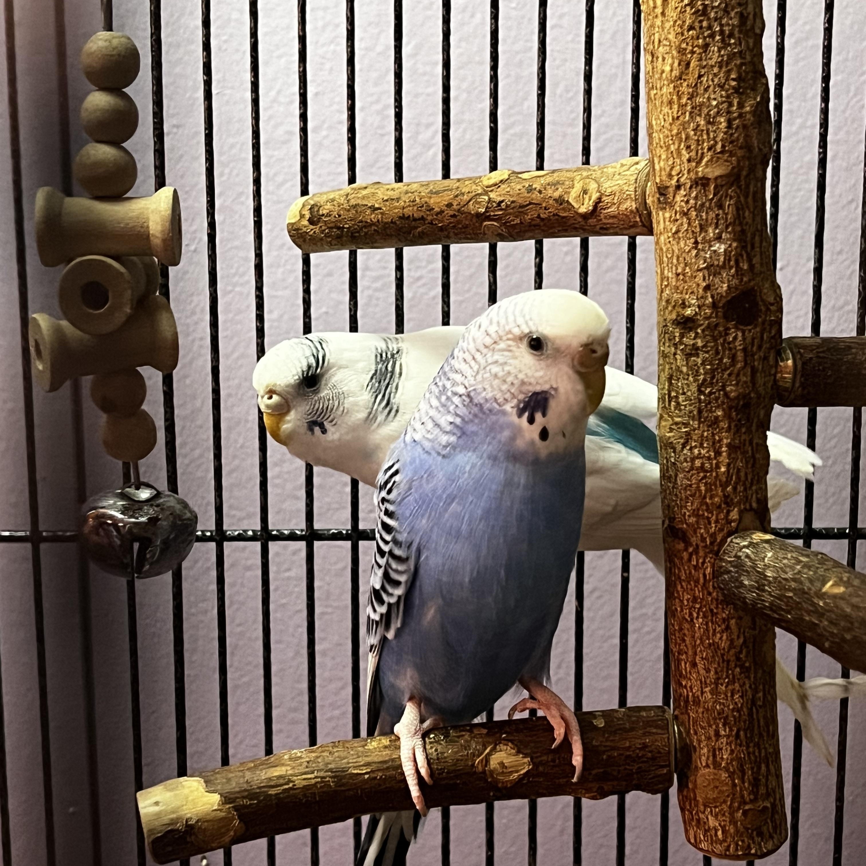 Spirit & Blueberry (Courtesy Post), a ADOPTABLE Parakeet (Other) in Oswego, NY image 1/3