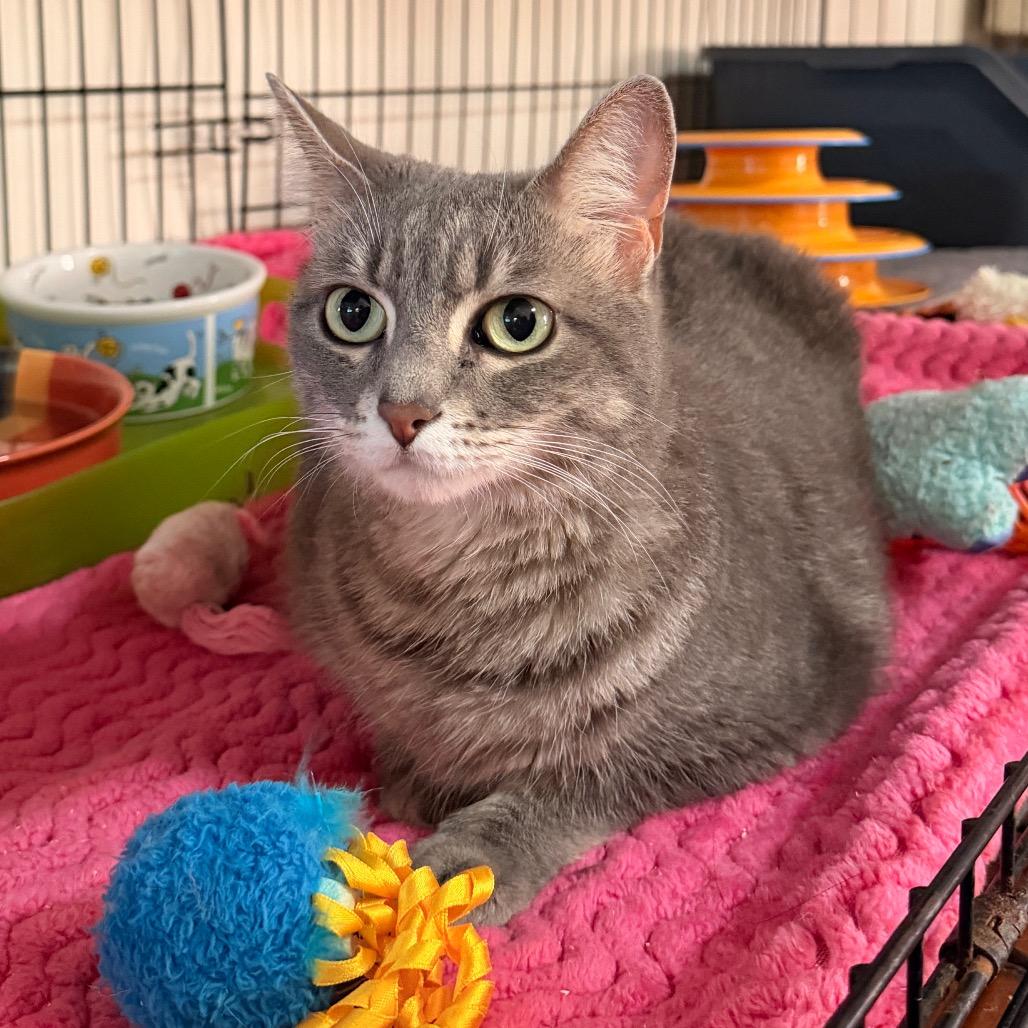 Enlarge Michi, a Adoptable Domestic Short Hair in Tucson, AZ image 1/1
