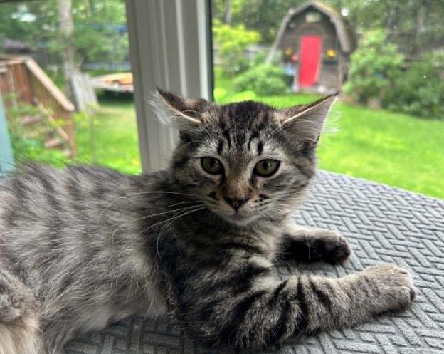 Eddie, ADOPTABLE, Kitten Male Tabby.