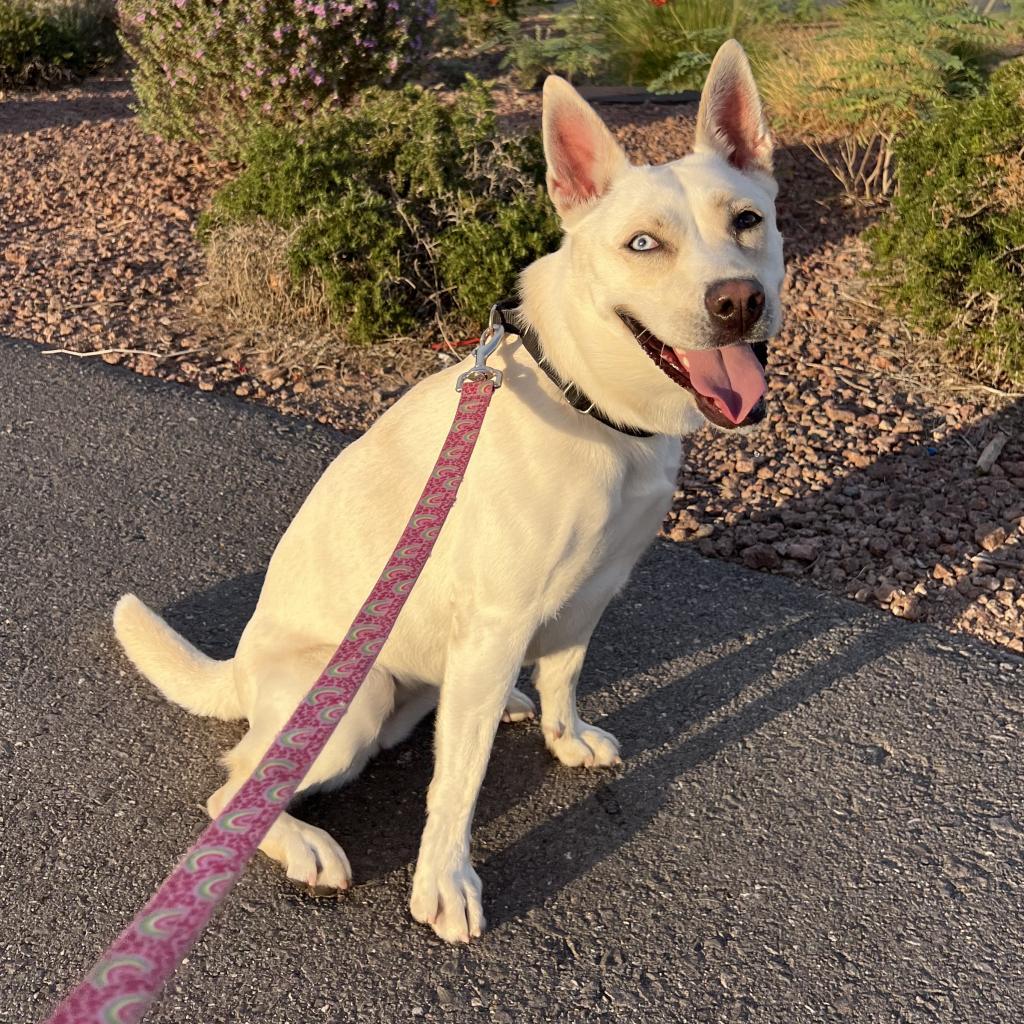 Uma, Adoptable, Adult Female Husky.