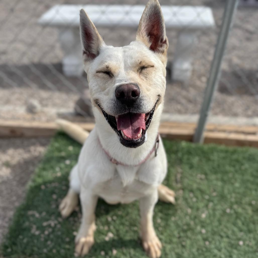 Enlarge Uma, a Adoptable mixed breed in Las Vegas, NV image 4/6