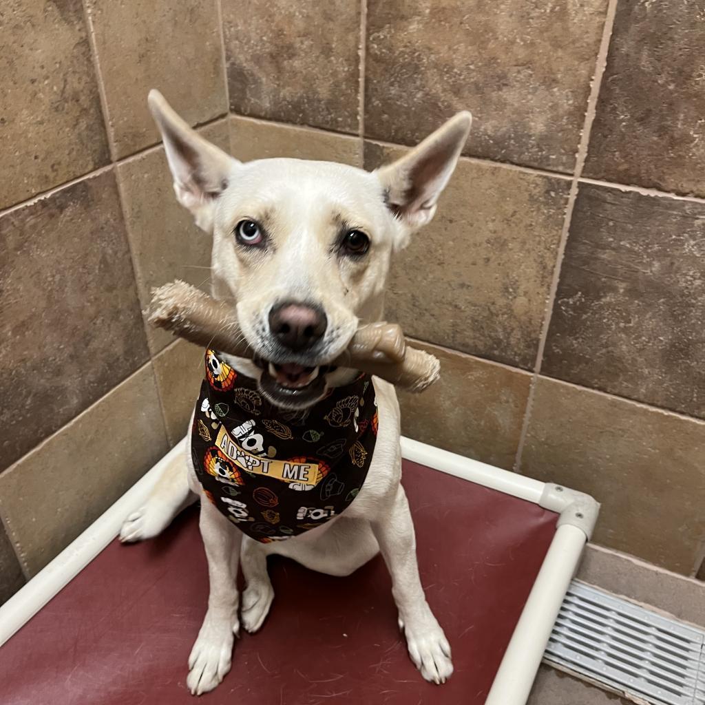 Enlarge Uma, a Adoptable mixed breed in Las Vegas, NV image 6/6