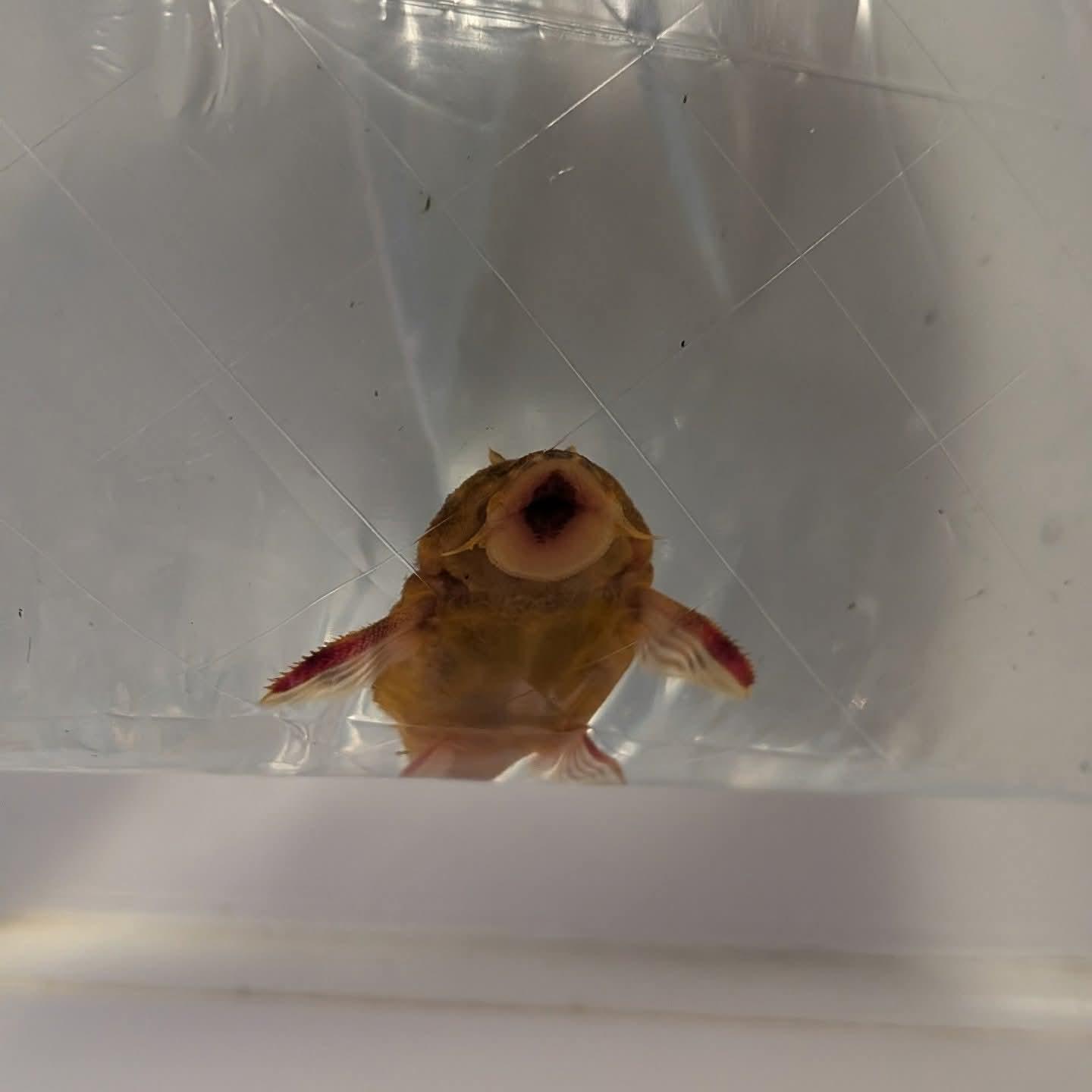 Enlarge Eva, an adopted Freshwater Fish in Modesto, CA image 2/2