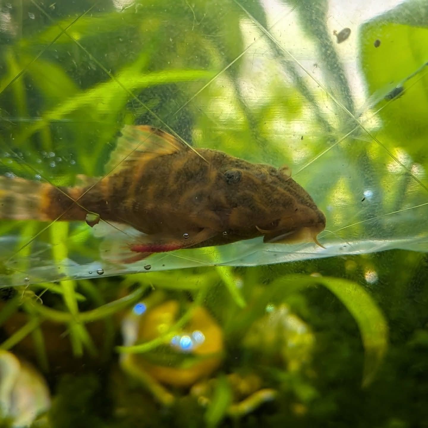 Eva, adopted, Adult Female Freshwater Fish.
