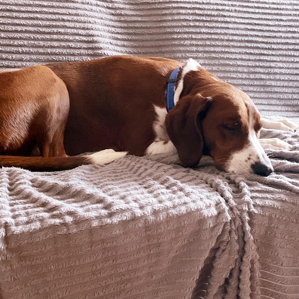 Blaze, a Adoptable mixed breed in Fredericksburg, VA image 1/6